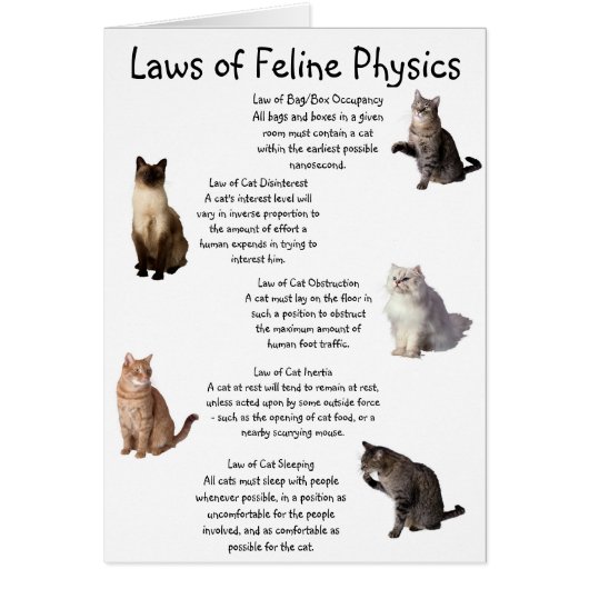 "Laws of Feline Physics" Cards (Front)