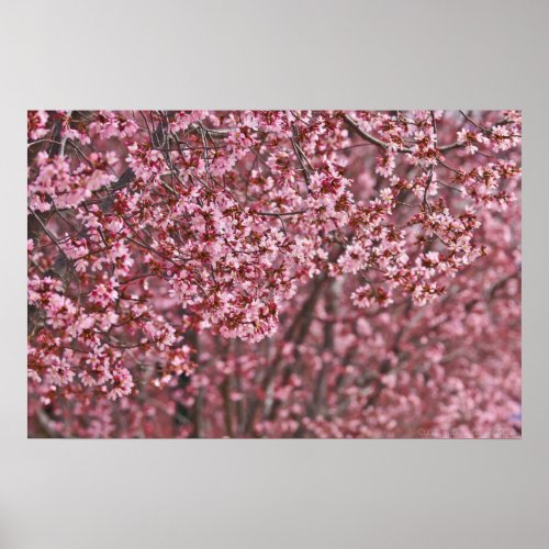 Layers of Pink Japanese Cherry Blossoms Poster