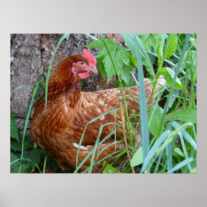 Laying Hen Chicken Poster