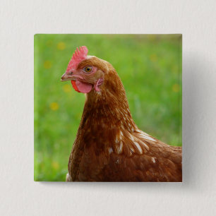 Laying Hen Rhode Island Red Chicken Button