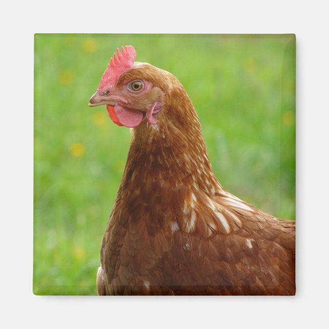 Laying Hen Rhode Island Red Chicken Magnet (Front)