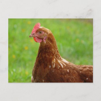 Laying Hen Rhode Island Red Chicken Postcard by CountryCorner at Zazzle