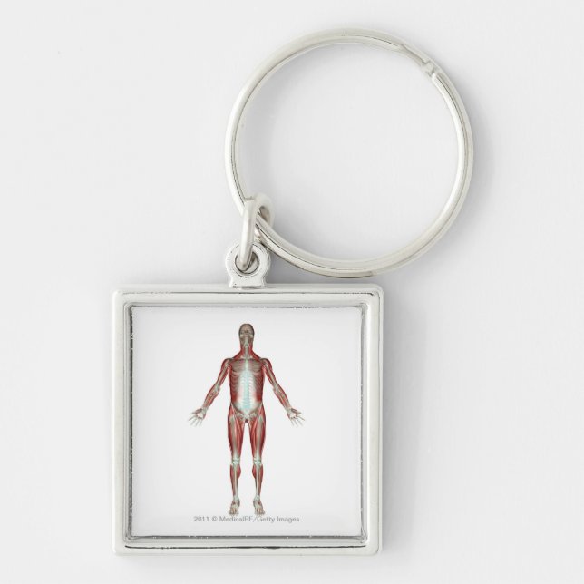 Layout of all the muscles in the human body keychain (Front)