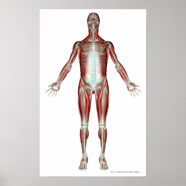 Layout of all the muscles in the human body poster (Front)