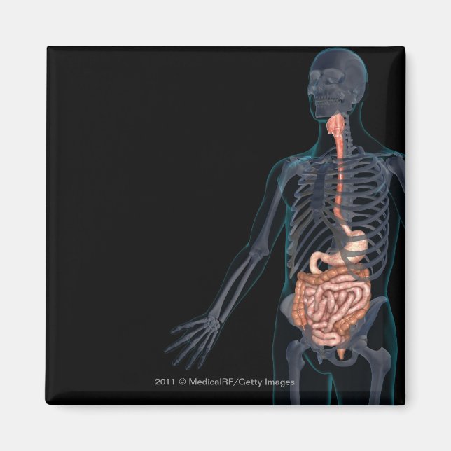 Layout of the human digestive system magnet (Front)
