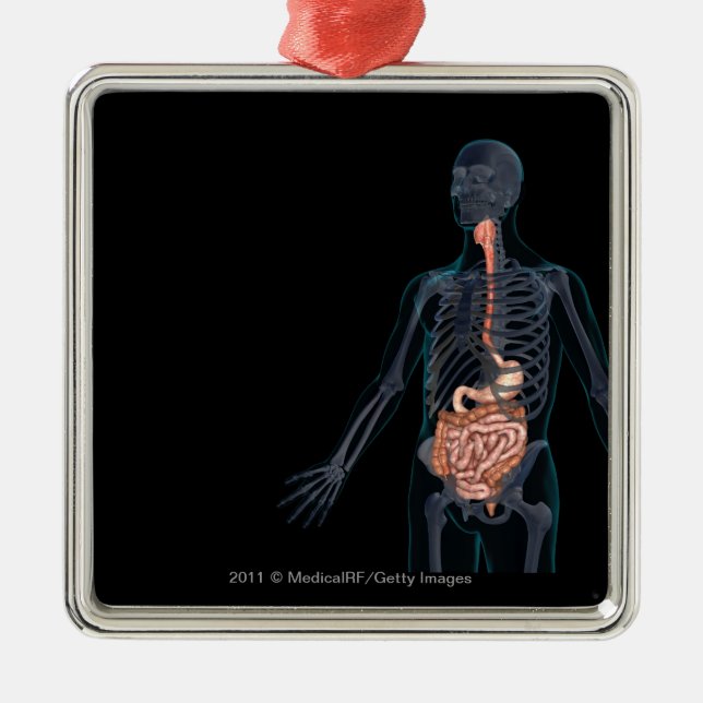 Layout of the human digestive system metal ornament (Front)