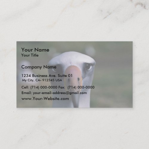 Laysan albatross business cards