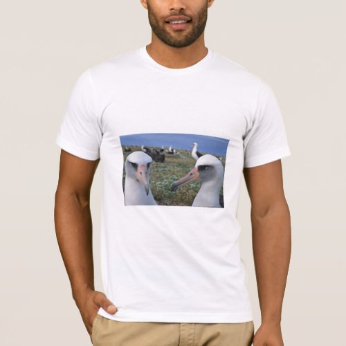 Laysan albatross colony T_Shirt