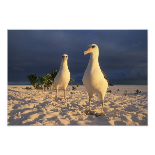 Laysan Albatross Diomedea immutabilis 2 Photo Print