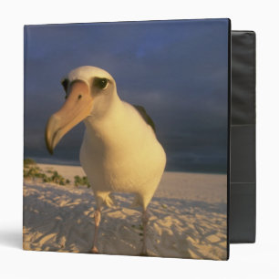 Laysan Albatross, Diomedea immutabilis), Binder