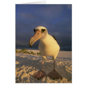 Laysan Albatross, Diomedea immutabilis), Cards