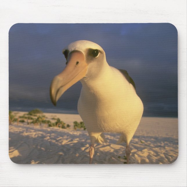 Laysan Albatross, Diomedea immutabilis), Mouse Pad (Front)