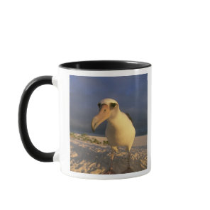 Laysan Albatross, Diomedea immutabilis), Mug