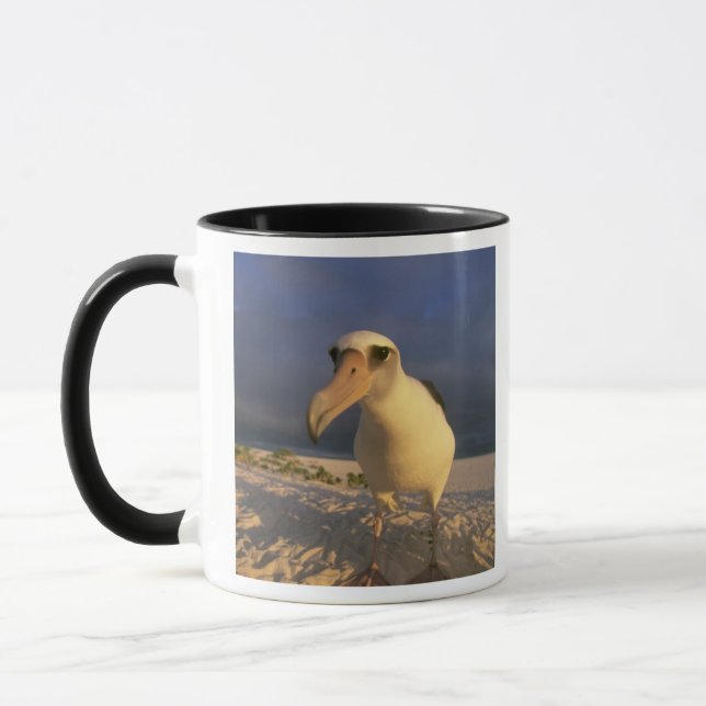 Laysan Albatross, Diomedea immutabilis), Mug (Left)