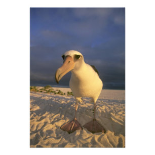 Laysan Albatross, Diomedea immutabilis), Photo Print