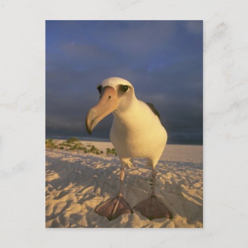 Laysan Albatross Diomedea immutabilis Postcard