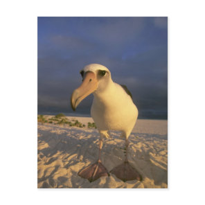 Laysan Albatross, Diomedea immutabilis), Postcard