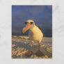 Laysan Albatross, Diomedea immutabilis), Postcard