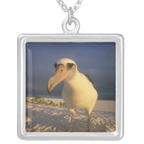 Laysan Albatross, Diomedea immutabilis), Silver Plated Necklace