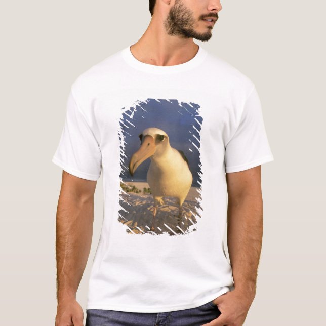 Laysan Albatross, Diomedea immutabilis), T-Shirt (Front)