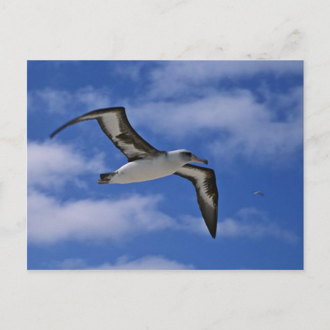 Laysan albatross flying in air postcard (Front)