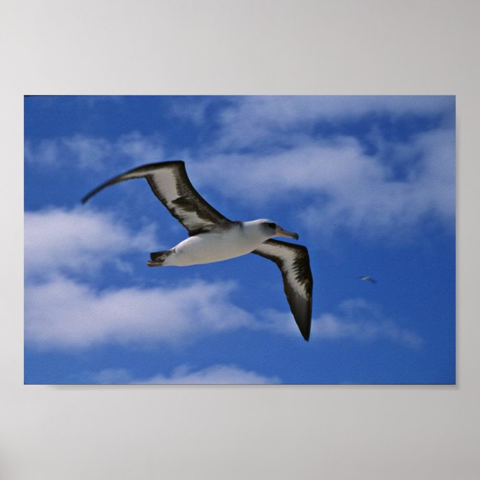 Laysan albatross flying in air poster