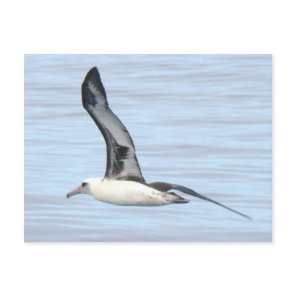 Laysan Albatross Postcard