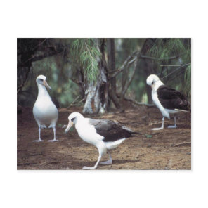 Laysan Albatross Postcard