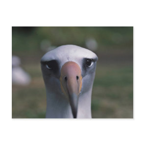 Laysan albatross postcard