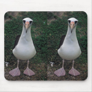 Laysan albatross standing mouse pad