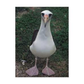 Laysan albatross standing postcard
