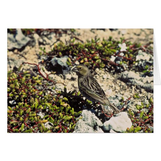 Laysan finch cards (Front Horizontal)