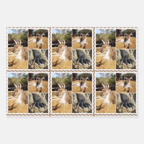 Lazing Kangaroo Photo Collage Gift Wrap Sheets