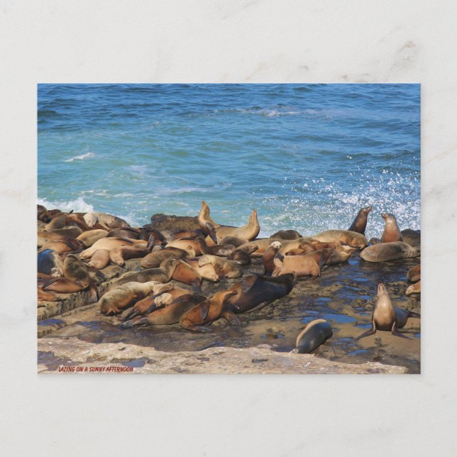 Lazing On A Sunny Afternoon Postcard (Front)