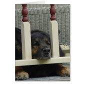 Lazy Afternoon Snooze (Front)