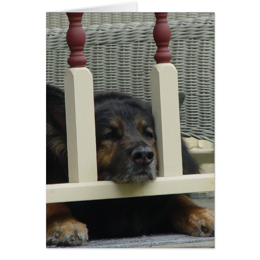 Lazy Afternoon Snooze (Front)