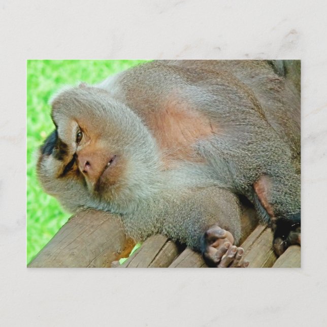 Lazy Baboon Postcard (Front)