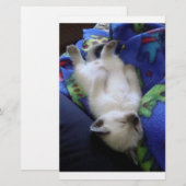 Lazy Cat (Front/Back)