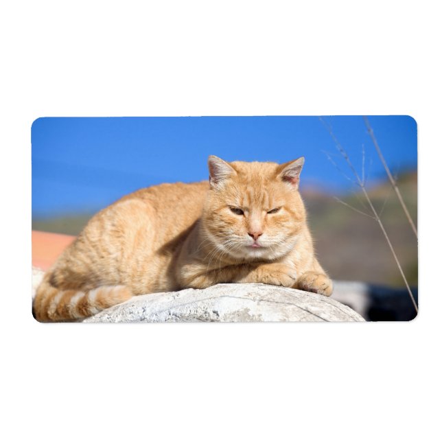 Lazy cat label (Front)