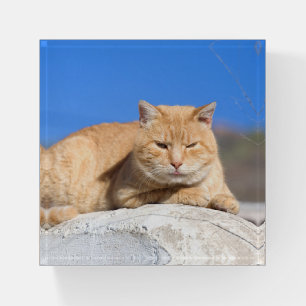 Lazy cat paperweight