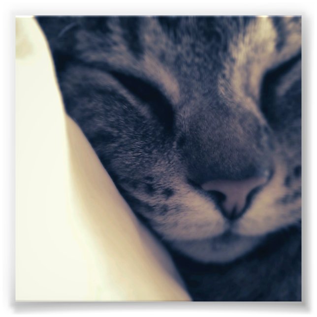 Lazy Cat Photo Print (Front)