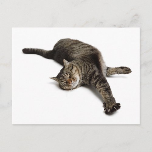 Lazy Cat Stretching Postcard