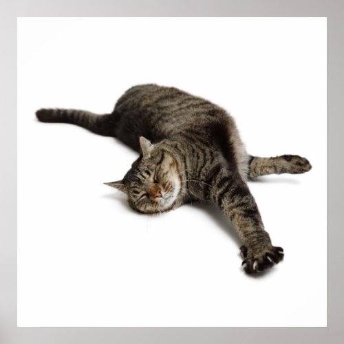 Lazy Cat Stretching Poster