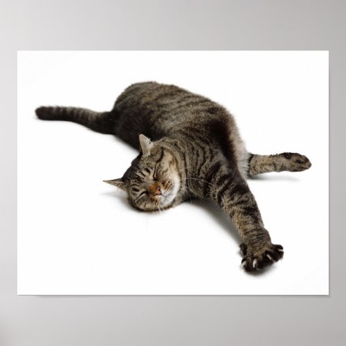 Lazy Cat Stretching Poster