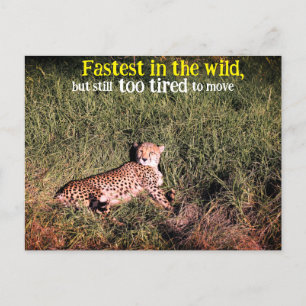 Lazy cheetah photo postcard