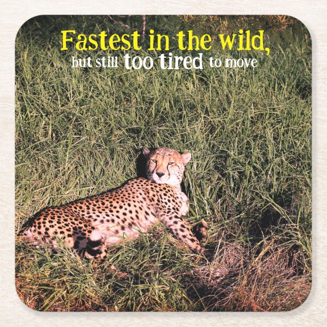 Lazy cheetah photo square paper coaster (Front)