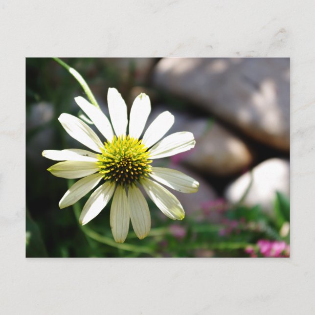 Lazy Daisy Summer Day Postcard (Front)