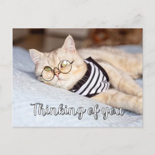Lazy Days _ Cute Kitty Cat Postcard