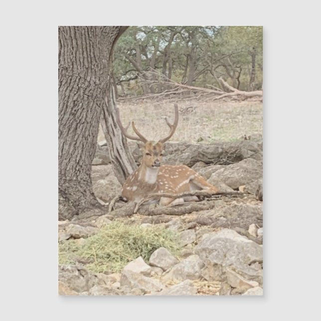 Lazy Deer Magnet (Front)