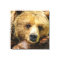 Lazy Grizzly Bear realistic oil on canvas.